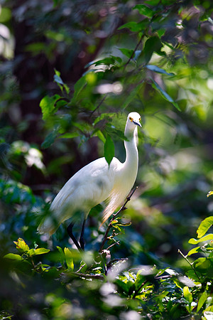 Bertazzoni, Jamaica, Nikon, artistic, beak, colors, feathers, fishing, "flying egret", heron, legs, migration, nature, nesting, panning, parade, pond, safari, swamp, "white egret"