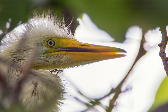 Bertazzoni, Jamaica, Nikon, artistic, beak, colors, feathers, fishing, "flying egret", heron, legs, migration, nature, nesting, panning, parade, pond, safari, swamp, "white egret"