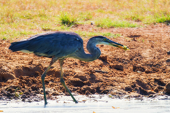 Bertazzoni, Nikon, Texas, bird, "black & white", feathers, fishing, "great Blue Heron", lake, migration, nature, park, peak, pond, swamp, "wading bird", wildlife, wings