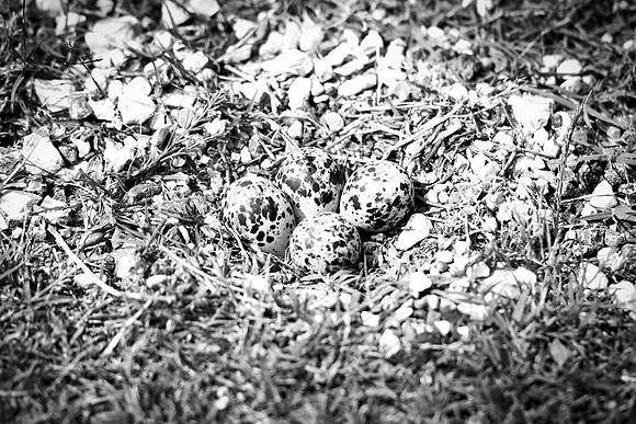 "killdeer nest", killdeer, nest, "black & white", abstract, nature, rocks, eggs, hatching, gravels, stones, rocks, bird, Nikon, Bertazzoni