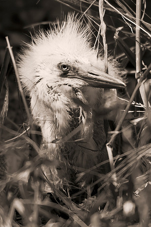 Bertazzoni, Jamaica, Nikon, artistic, beak, colors, feathers, fishing, "flying egret", heron, legs, migration, nature, nesting, panning, parade, pond, safari, swamp, "white egret"