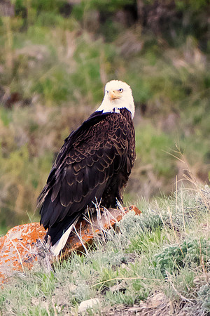 Bertazzoni, "Grand Teton", Nikon, "North America", USA, Yellowsyone, "bald eagle", beak, "birds of prey", claws, colors, eagle, feathers, flying, icon, nature, nest, predator, scenic, sky, wings, "bla