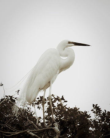 Bertazzoni, Jamaica, Nikon, artistic, beak, colors, feathers, fishing, "flying egret", heron, legs, migration, nature, nesting, panning, parade, pond, safari, swamp, "white egret"