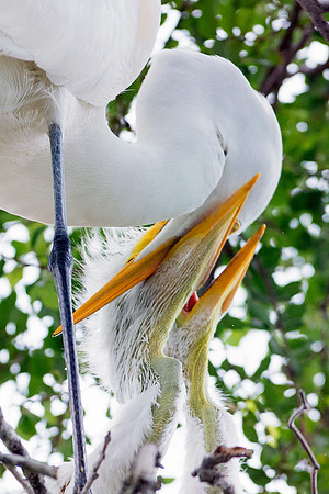 Bertazzoni, Jamaica, Nikon, artistic, beak, colors, feathers, fishing, "flying egret", heron, legs, migration, nature, nesting, panning, parade, pond, safari, swamp, "white egret"