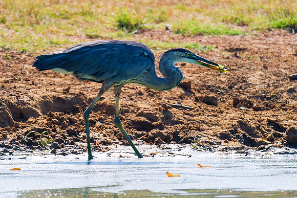 Bertazzoni, Nikon, Texas, bird, "black & white", feathers, fishing, "great Blue Heron", lake, migration, nature, park, peak, pond, swamp, "wading bird", wildlife, wings