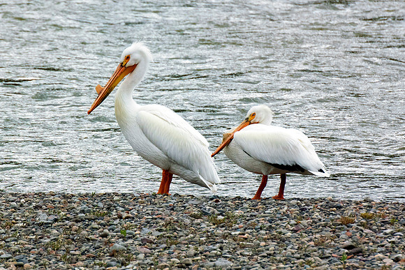 Bertazzoni, Kenya, Namibia, Pelican, "Walvis Bay", beak, colors, feathers, fishing, flying, hunting, lake, lakes, nature, nesting, ocean, "pink backed pelican", rivers, wings, "American White Pelican"