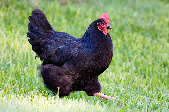 Bertazzoni, Nikon, "angry hen", beak, bird, breakfast, chicken, colors, eggs, farm, feathers, food, hen, "hen's portrait", hens, legs, nature, wings, yard