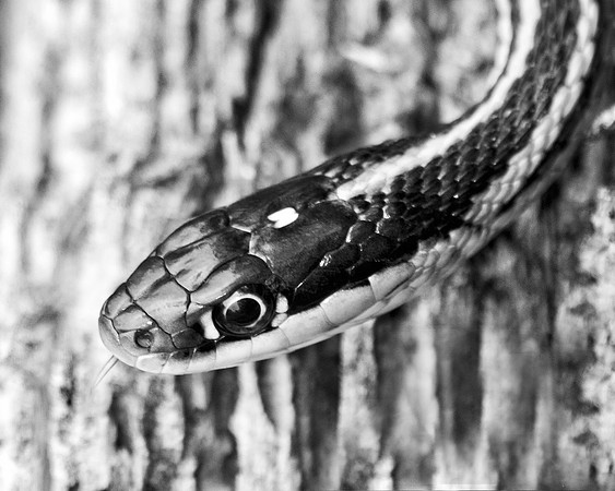 Bertazzoni, "Black & white", Nikon, USA, bite, camouflage, colors, "Western Ribbonsnake", details, garden, insect, jungle, leather, nature, poison, reptile, scales, skin, snake, texas, trees, venom, z
