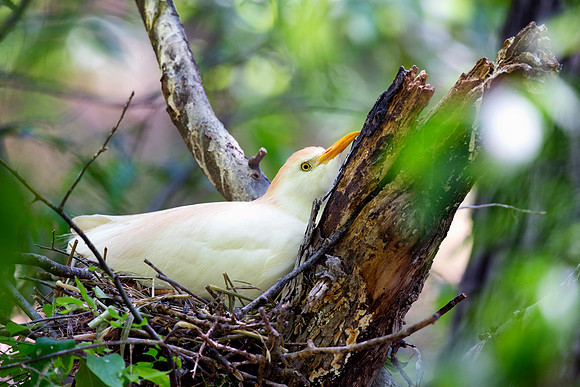 Bertazzoni, Jamaica, Nikon, artistic, beak, colors, feathers, fishing, "flying egret", heron, legs, migration, nature, nesting, panning, parade, pond, safari, swamp, "white egret"
