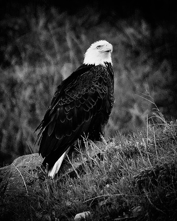 Bertazzoni, "Grand Teton", Nikon, "North America", USA, Yellowsyone, "bald eagle", beak, "birds of prey", claws, colors, eagle, feathers, flying, icon, nature, nest, predator, scenic, sky, wings, "bla