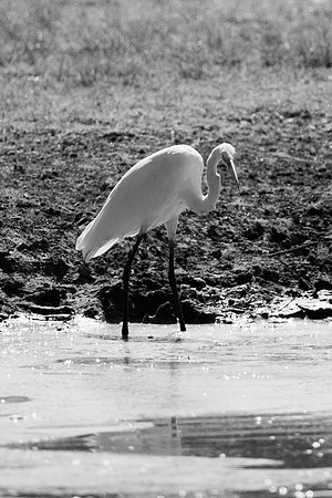 Bertazzoni, Nikon, Texas, bird, "black & white", feathers, fishing, "great Blue Heron", lake, migration, nature, park, peak, pond, swamp, "wading bird", wildlife, wings