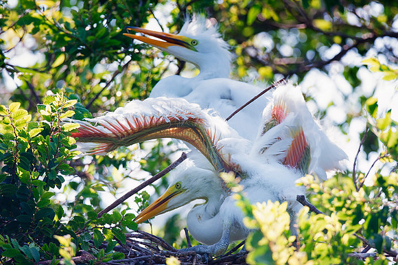 siblings, Bertazzoni, Jamaica, Nikon, artistic, beak, colors, feathers, fishing, "flying egret", heron, legs, migration, nature, nesting, panning, parade, pond, safari, swamp, "white egret"