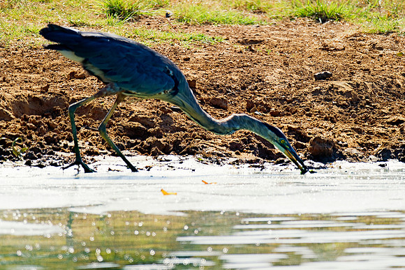 Bertazzoni, Nikon, Texas, bird, "black & white", feathers, fishing, "great Blue Heron", lake, migration, nature, park, peak, pond, swamp, "wading bird", wildlife, wings