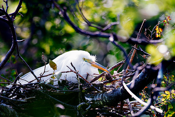 hatching, Bertazzoni, Jamaica, Nikon, artistic, beak, colors, feathers, fishing, "flying egret", heron, legs, migration, nature, nesting, panning, parade, pond, safari, swamp, "white egret"