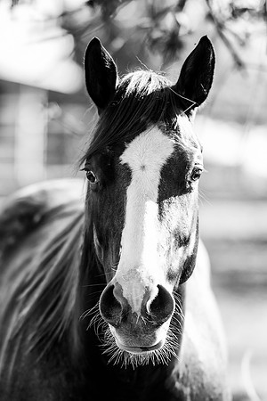 AQHA, Bertazzoni, Texas, artistic, "black & white", gambling, head, horse, "horse's portrait", nature, nikon, old, plaque, prairie, racing, speed