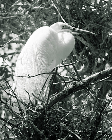 Bertazzoni, Jamaica, Nikon, artistic, beak, colors, feathers, fishing, "flying egret", heron, legs, migration, nature, nesting, panning, parade, pond, safari, swamp, "white egret"
