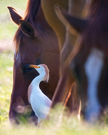 Bertazzoni, Jamaica, Nikon, artistic, beak, colors, feathers, fishing, "flying egret", heron, legs, migration, nature, nesting, panning, parade, pond, safari, swamp, "white egret"