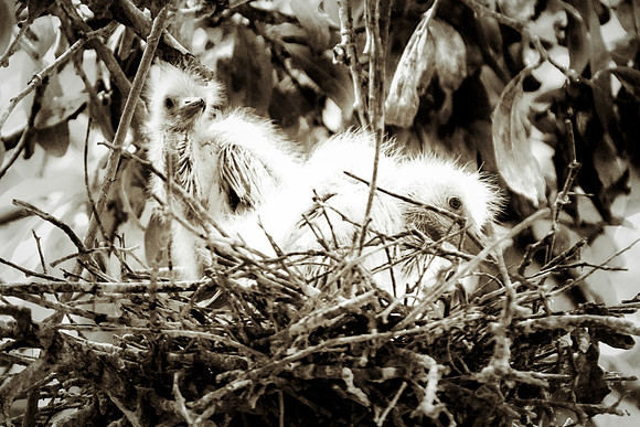 Bertazzoni, Jamaica, Nikon, artistic, beak, colors, feathers, fishing, "flying egret", heron, legs, migration, nature, nesting, panning, parade, pond, safari, swamp, "white egret"