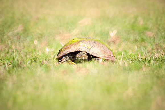 Bertazzoni, Nikon, "black & white", colors, details, nature, pond, reptile, resting, sepia, structure, swamp, swimming, turtle, yard