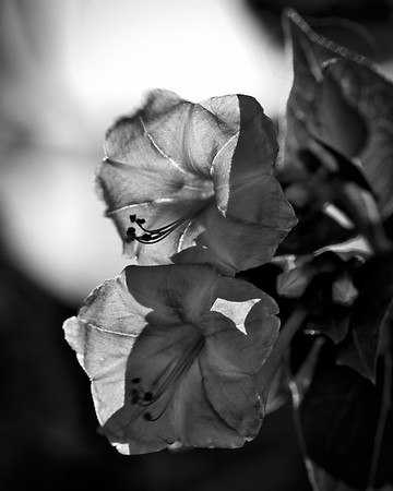 Bertazzoni, Bokeh, Lomography, Nikon, Petzval, bells, flowers, garden, nature, nursery, petals, scenic, spring, summer, yard, "purple bells", veins, details