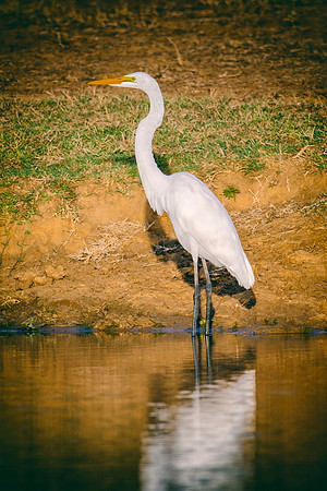 Bertazzoni, Nikon, Texas, bird, "black & white", feathers, fishing, "great Blue Heron", lake, migration, nature, park, peak, pond, swamp, "wading bird", wildlife, wings