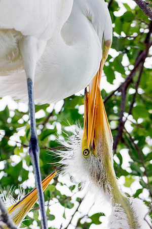 Bertazzoni, Jamaica, Nikon, artistic, beak, colors, feathers, fishing, "flying egret", heron, legs, migration, nature, nesting, panning, parade, pond, safari, swamp, "white egret"