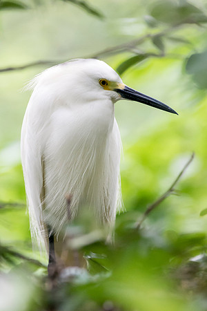 Bertazzoni, Jamaica, Nikon, artistic, beak, colors, feathers, fishing, "flying egret", heron, legs, migration, nature, nesting, panning, parade, pond, safari, swamp, "white egret"