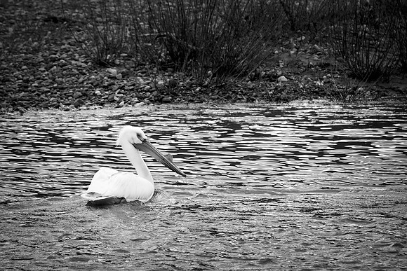 Bertazzoni, Kenya, Namibia, Pelican, "Walvis Bay", beak, colors, feathers, fishing, flying, hunting, lake, lakes, nature, nesting, ocean, "pink backed pelican", rivers, wings, "American White Pelican"