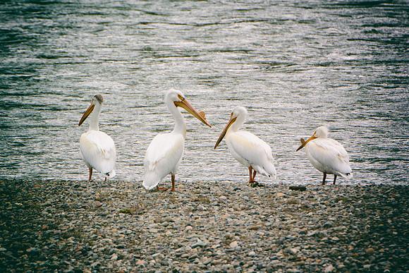 Bertazzoni, Kenya, Namibia, Pelican, "Walvis Bay", beak, colors, feathers, fishing, flying, hunting, lake, lakes, nature, nesting, ocean, "pink backed pelican", rivers, wings, "American White Pelican"
