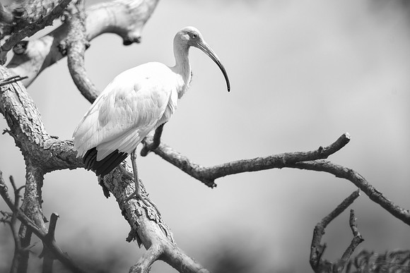 Bertazzoni, Jamaica, Nikon, artistic, beak, colors, feathers, fishing, "flying egret", heron, legs, migration, nature, nesting, panning, parade, pond, safari, swamp, "white egret"