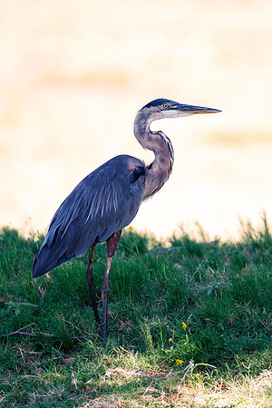 Bertazzoni, Jamaica, Nikon, artistic, beak, colors, feathers, fishing, "flying egret", heron, legs, migration, nature, nesting, panning, parade, pond, safari, swamp, "white egret"