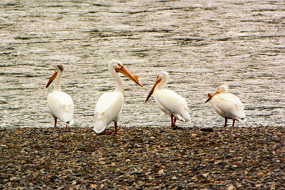 Bertazzoni, Kenya, Namibia, Pelican, "Walvis Bay", beak, colors, feathers, fishing, flying, hunting, lake, lakes, nature, nesting, ocean, "pink backed pelican", rivers, wings, "American White Pelican"
