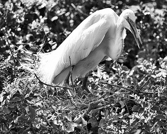Bertazzoni, Jamaica, Nikon, artistic, beak, colors, feathers, fishing, "flying egret", heron, legs, migration, nature, nesting, panning, parade, pond, safari, swamp, "white egret"