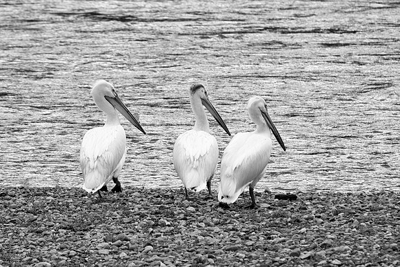 Bertazzoni, Kenya, Namibia, Pelican, "Walvis Bay", beak, colors, feathers, fishing, flying, hunting, lake, lakes, nature, nesting, ocean, "pink backed pelican", rivers, wings, "American White Pelican"