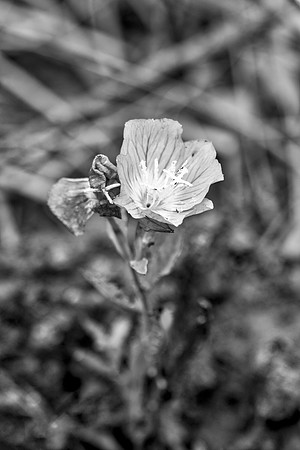 Bertazzoni, Nikon, Petzval, "Showy Evening Primerose", Texas, contrast, highlights, home, lensbaby, lomography, love, nursery, petals, red, red, romantic, rose, rose, spines, structure, yard