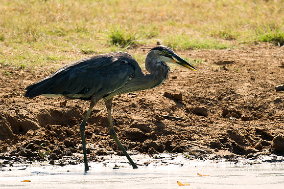 Bertazzoni, Nikon, Texas, bird, "black & white", feathers, fishing, "great Blue Heron", lake, migration, nature, park, peak, pond, swamp, "wading bird", wildlife, wings