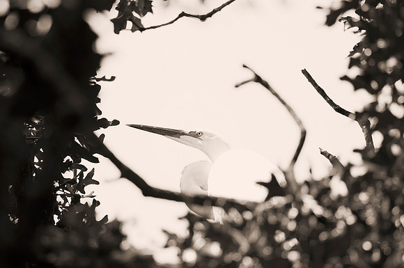 Bertazzoni, Jamaica, Nikon, artistic, beak, colors, feathers, fishing, "flying egret", heron, legs, migration, nature, nesting, panning, parade, pond, safari, swamp, "white egret"