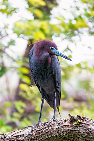 Bertazzoni, Jamaica, Nikon, artistic, beak, colors, feathers, fishing, "flying egret", heron, legs, migration, nature, nesting, panning, parade, pond, safari, swamp, "white egret"