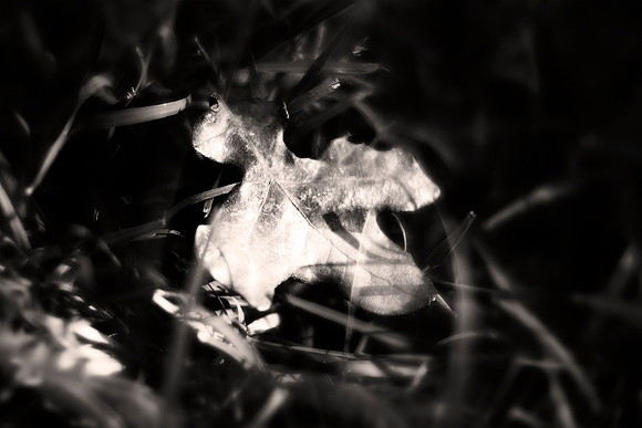 "black & white", artistic, leaf, structure, Bertazzoni, Nikon, grass, autumn,