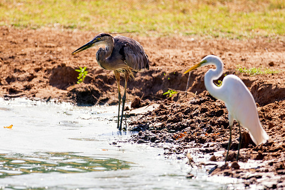 buddies, Bertazzoni, Nikon, Texas, bird, "black & white", feathers, fishing, "great Blue Heron", lake, migration, nature, park, peak, pond, swamp, "wading bird", wildlife, wings