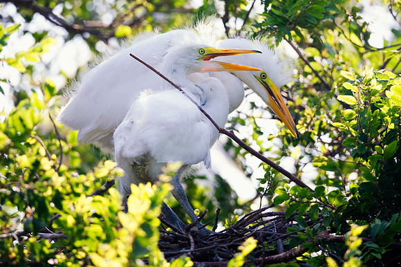 Bertazzoni, Jamaica, Nikon, artistic, beak, colors, feathers, fishing, "flying egret", heron, legs, migration, nature, nesting, panning, parade, pond, safari, swamp, "white egret", siblings