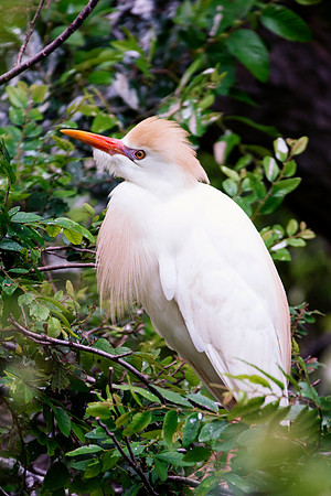Bertazzoni, Jamaica, Nikon, artistic, beak, colors, feathers, fishing, "flying egret", heron, legs, migration, nature, nesting, panning, parade, pond, safari, swamp, "white egret"