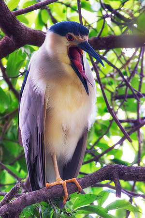 Bertazzoni, Jamaica, Nikon, artistic, beak, colors, feathers, fishing, "flying egret", heron, legs, migration, nature, nesting, panning, parade, pond, safari, swamp, "white egret"