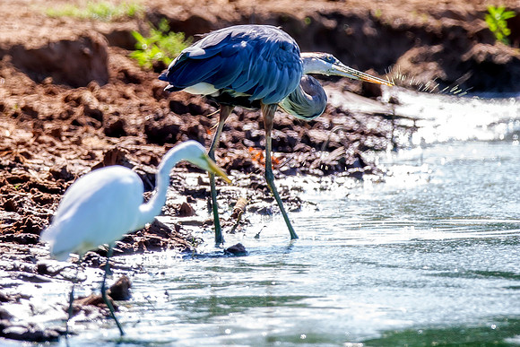 Bertazzoni, Nikon, Texas, bird, "black & white", feathers, fishing, "great Blue Heron", lake, migration, nature, park, peak, pond, swamp, "wading bird", wildlife, wings, buddies