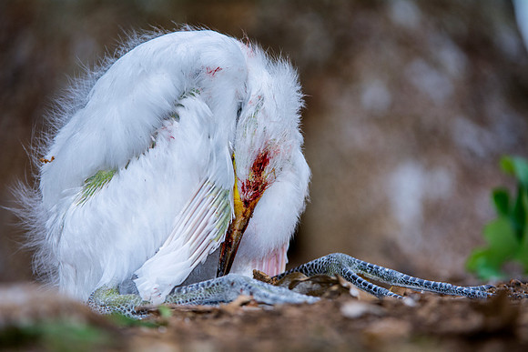 Bertazzoni, Jamaica, Nikon, artistic, beak, colors, feathers, fishing, "flying egret", heron, legs, migration, nature, nesting, panning, parade, pond, safari, swamp, "white egret"