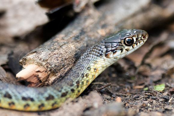 "Eastern Yellow Bellied Racer", Bertazzoni, "Black & white", Nikon, USA, bite, camouflage, colors, details, garden, insect, jungle, leather, nature, poison, reptile, scales, skin, snake, texas, trees,