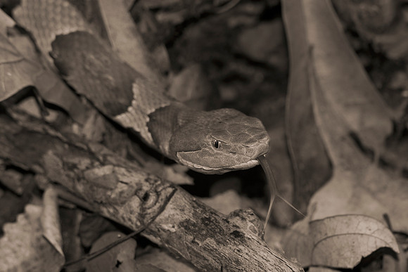 Bertazzoni, Nikon, bite, colors, details, garden, insect, jungle, leather, nature, poison, reptile, skin, snake, trees, venom, zoo, copperhead, scales, texas, USA, camouflage