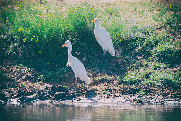 Bertazzoni, Nikon, Texas, bird, "black & white", feathers, fishing, "great Blue Heron", lake, migration, nature, park, peak, pond, swamp, "wading bird", wildlife, wings