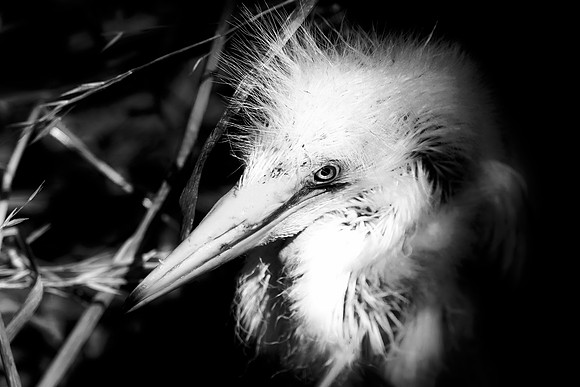 Bertazzoni, Jamaica, Nikon, artistic, beak, colors, feathers, fishing, "flying egret", heron, legs, migration, nature, nesting, panning, parade, pond, safari, swamp, "white egret", "black & white"