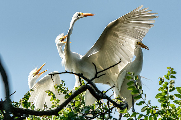 Bertazzoni, Jamaica, Nikon, artistic, beak, colors, feathers, fishing, "flying egret", heron, legs, migration, nature, nesting, panning, parade, pond, safari, swamp, "white egret"